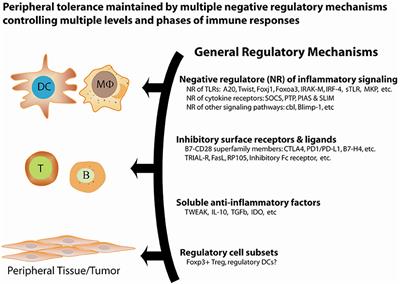 A Threshold Model for T-Cell Activation in the Era of Checkpoint Blockade Immunotherapy